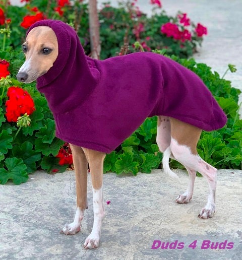 Italian greyhound clearance jackets