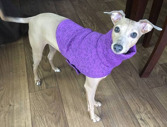 purple dog sweater
