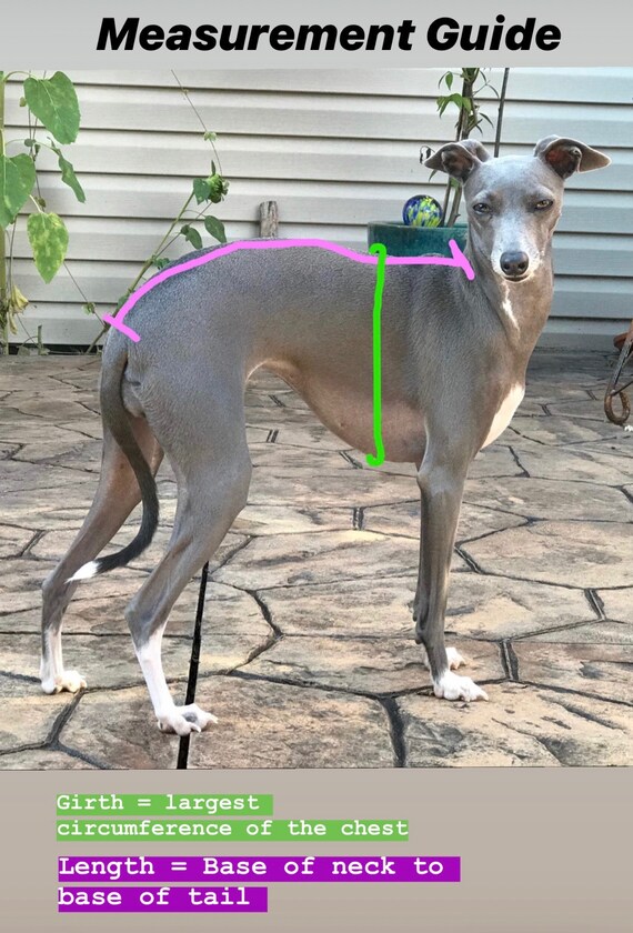 Ropa para galgo italiano chaqueta para perro guepardo azul | Etsy México