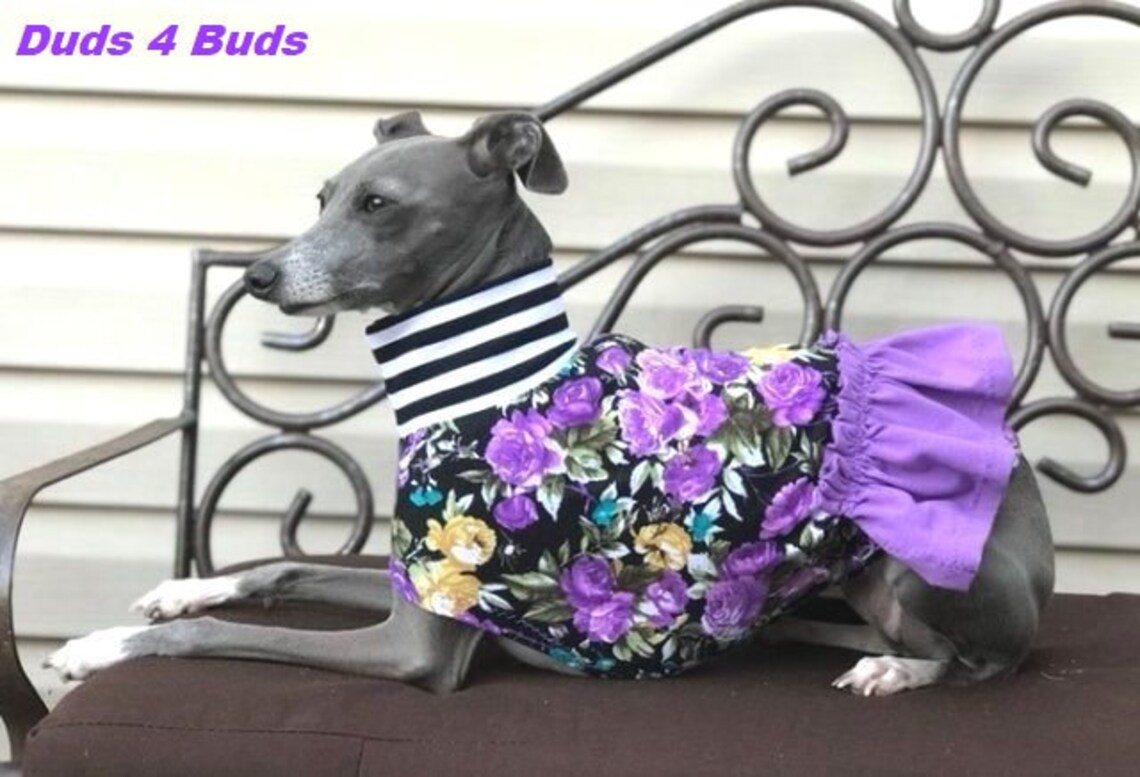 Dog Dress Italian Greyhound Clothing Italy Greyhound Etsy