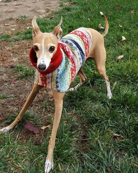 Italian greyhound cheap ugly