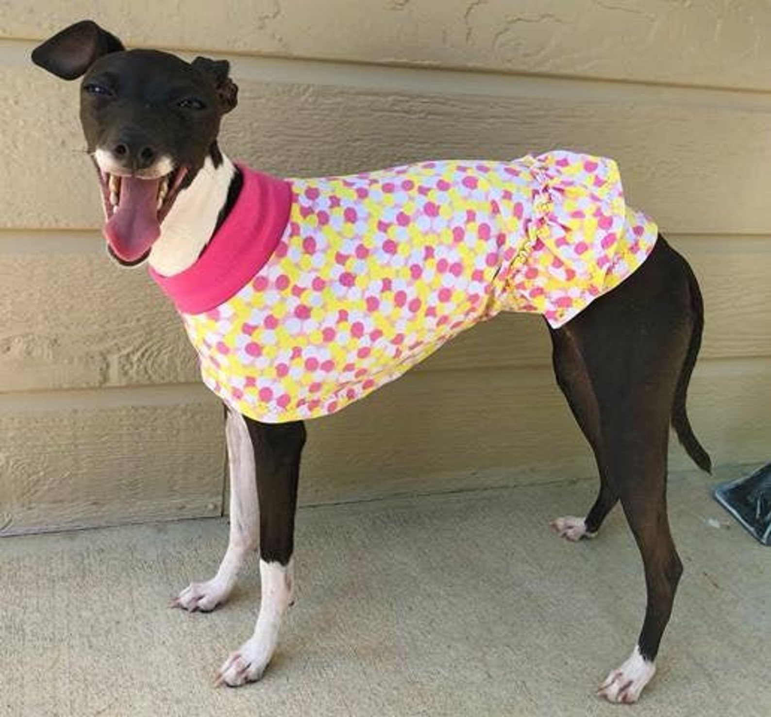 Dog Dress Italian Greyhound Clothing Italy Greyhound Etsy