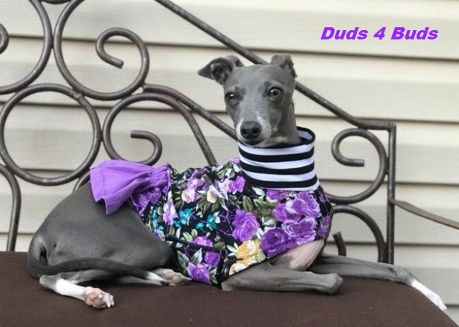 Dog Dress Italian Greyhound Clothing Italy Greyhound Etsy