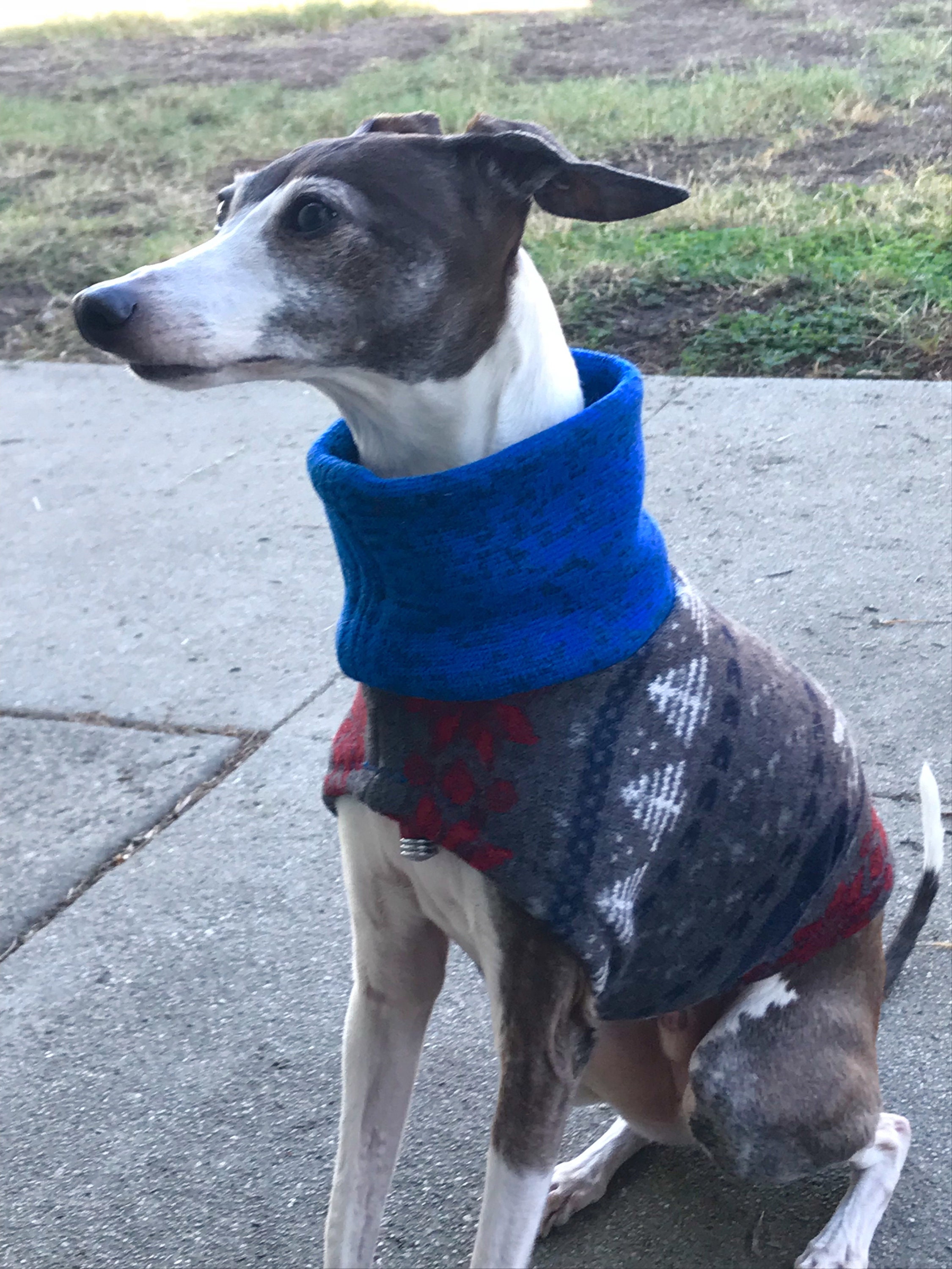 Italian Greyhound Sweater Blue Bear Sweater Iggy Duds Small Dog