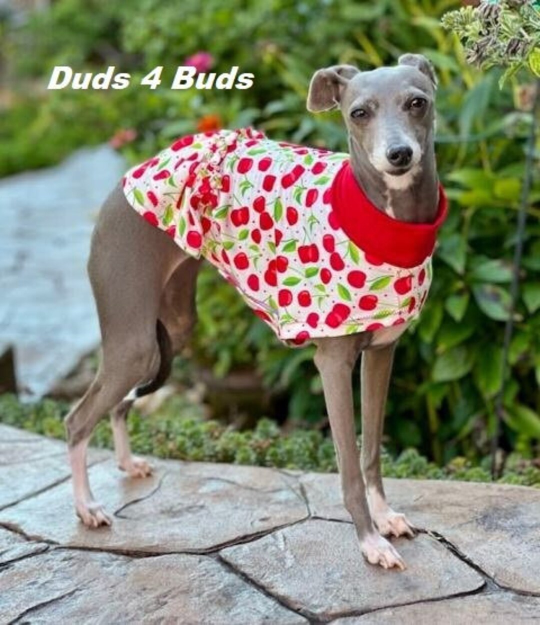 Italian Greyhound Clothing Dress for Dog Cherries Dog Clothes Italy Dog