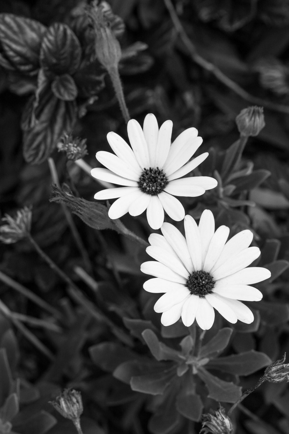 Black and White Flower Photo. Digital Download, Printable Wall Art
