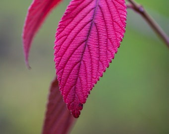 Red Leaf, arte mural imprimible, descarga digital, fotografía de naturaleza, fotografía de bellas artes, colores de otoño, guardería, decoración, dormitorio.