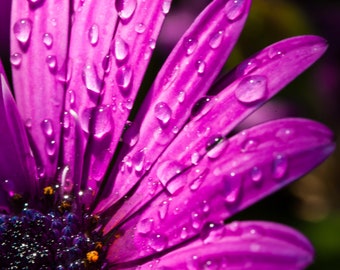 Pink daisy with water droplets, Digital Download, Printable Wall Art.