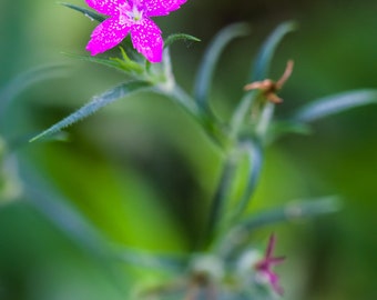 Pink flower, Printable Wall Art, Digital Download, flower photography, floral art, fine art photography.