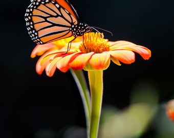 Monarch Butterfly Photo, Téléchargement numérique, art mural imprimable.