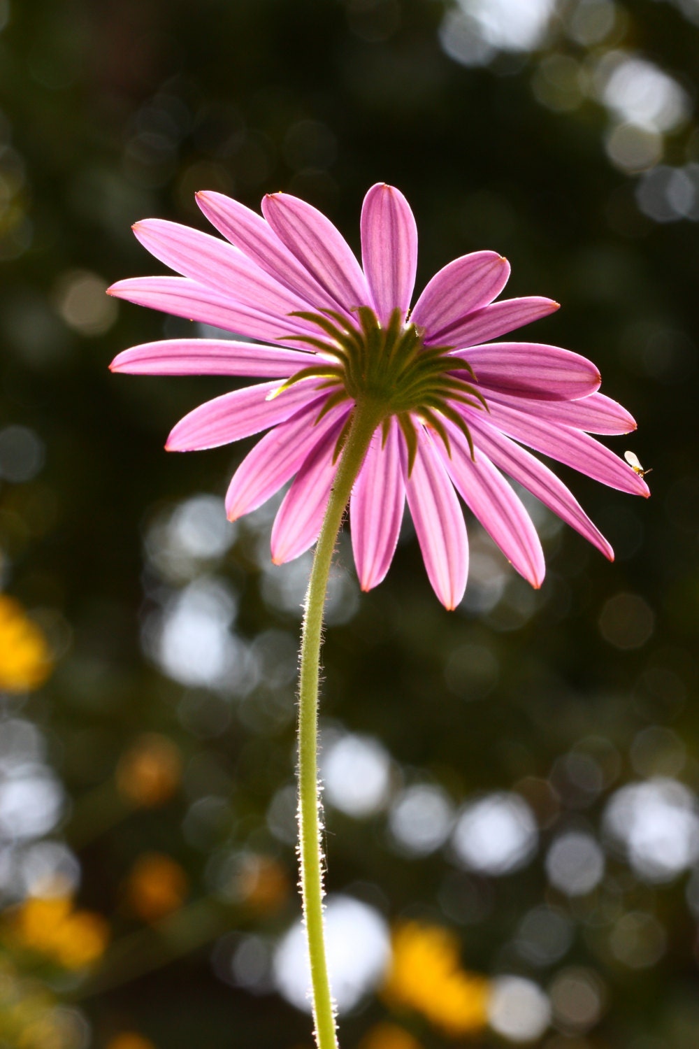 Pink Daisyflower Photography Floral Nature Photography 8x10 Etsy