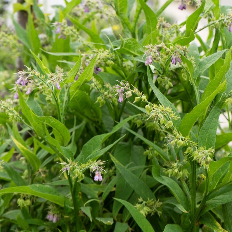 Comfrey Root Symphytum Officinale Health Embassy 100% - Etsy UK