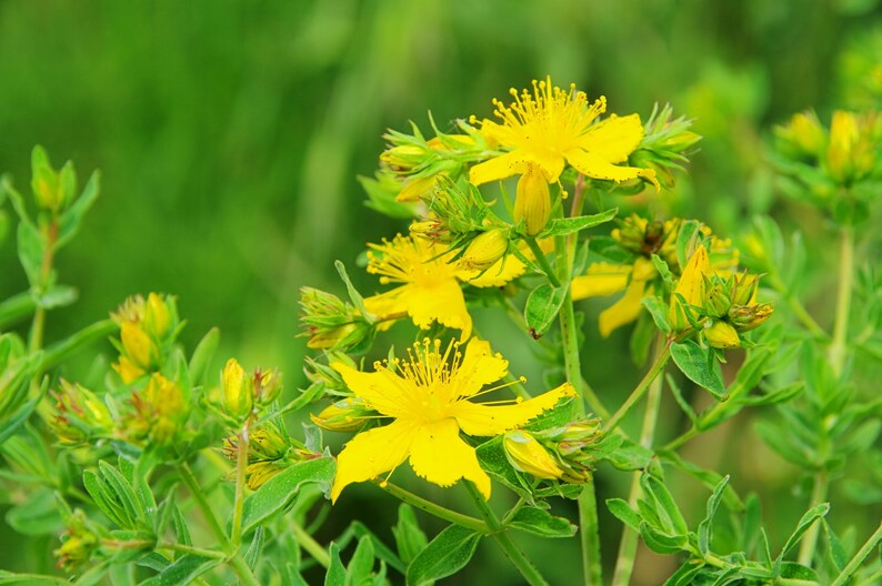 St. John's Wort Tea Hypericum perforatum Health Etsy