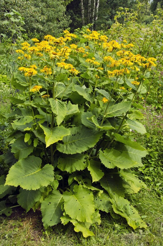 Inula helenium deals
