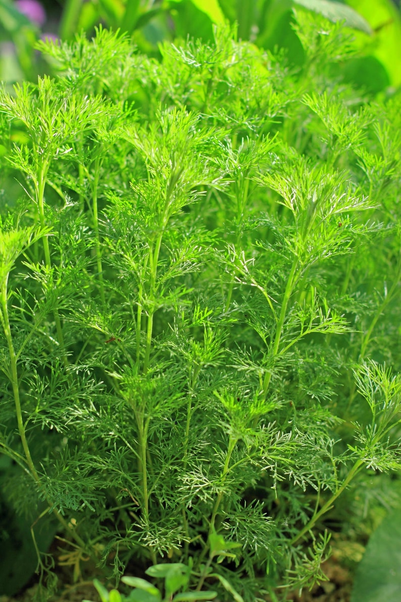 Southernwood Herb Tea Artemisia Abrotanum Health Embassy - Etsy UK