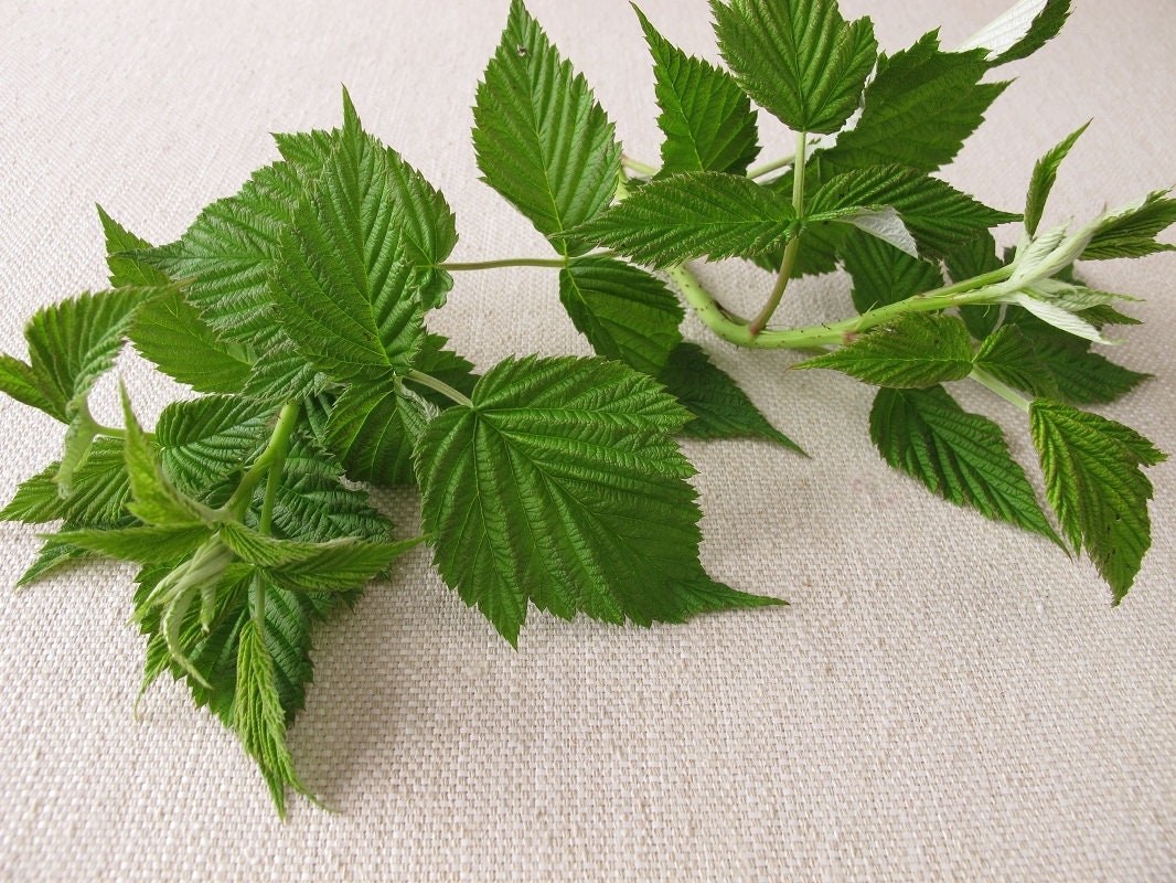 Rubus Tea Raspberry Leaf Tea Rubus Idaeus Health Embassy | Etsy UK
