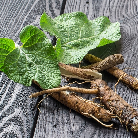 Radice di bardana Arctium Lappa L. Radix Bardanae | Etsy