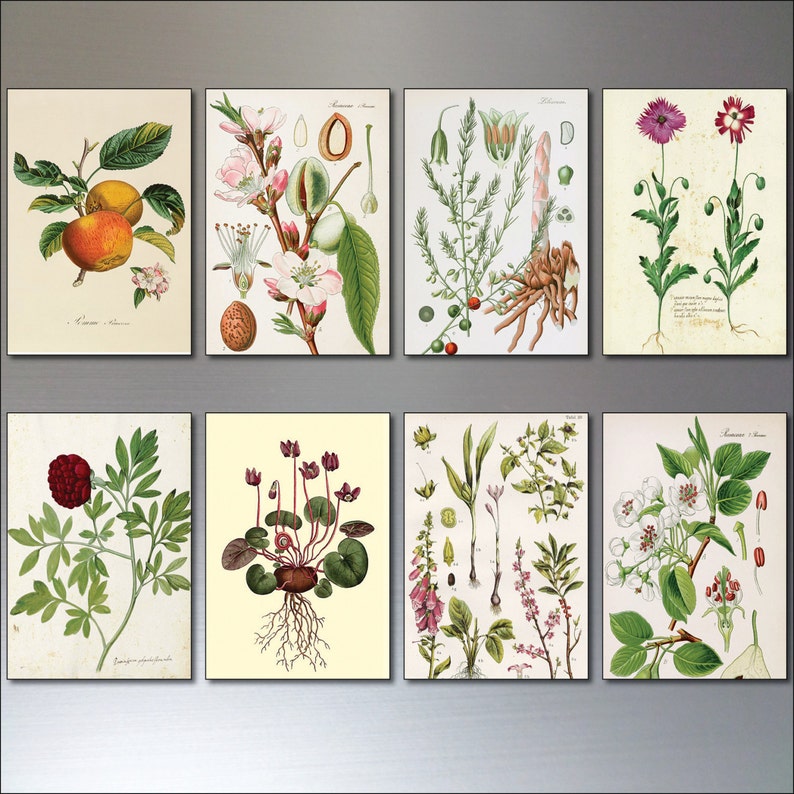 A set of 8 Vintage Botanical Illustrations Fridge magnets,gardening, Victorian sketches 