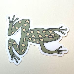 Adesivo de sapo verde, adesivo de arte desenhado à mão, adesivo de sapo, adesivo de garrafa de água, adesivo para iPad, adesivo para laptop, adesivo para telefone, decalque, arte anfíbia