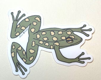 Pegatina de rana verde divertida / Dibujo a mano para botella de agua / Calcomanía de anfibios caprichosos