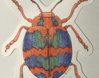 Hand-Drawn Beetle Sticker | Colorful Insect Decal