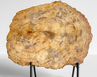 Impressive Slice of Petrified Wood on Stand- home accents petrified wood slice, living room decor for home interior design housewarming gift