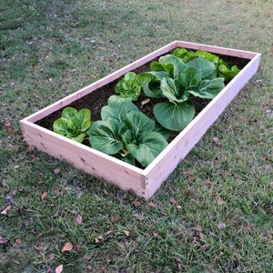 May include: A rectangular wooden raised garden bed filled with dark soil and various leafy green plants. The bed is made of light-colored wood and sits on a bed of green grass. The plants appear to be a type of leafy green vegetable.