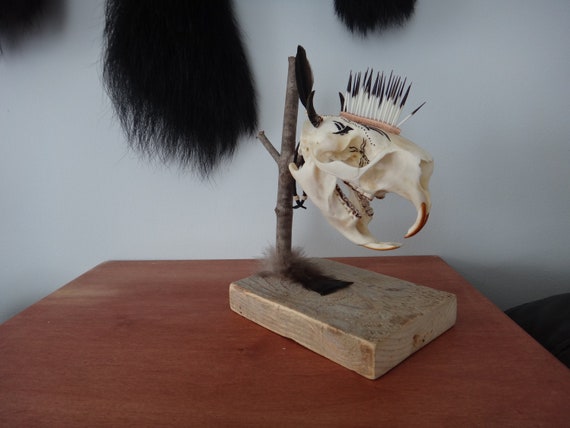 Tribal Porcupine Skull. Mohawk Hair in Porcupine. Claws and Feathers.  Native American Décor. Taxidermy Bleached Skull Horned -  Hong Kong