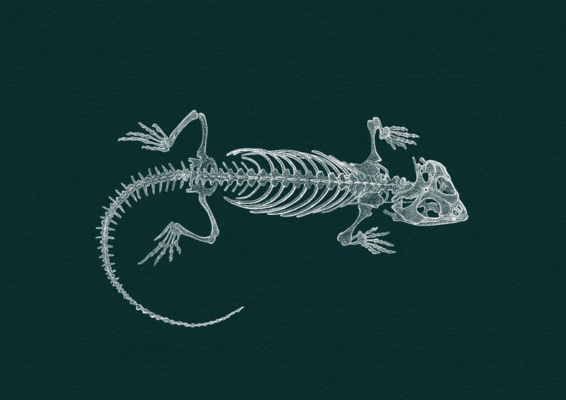 Bearded Dragon Skeleton Anatomy Print from Original