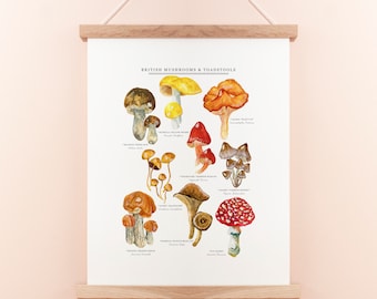 May include: A watercolour illustration of various British mushrooms and toadstools, including the "Scarlet Waxcap", "Orange Birch Bolete", and "Fly Agaric". Each mushroom is labelled with its common name and scientific name.