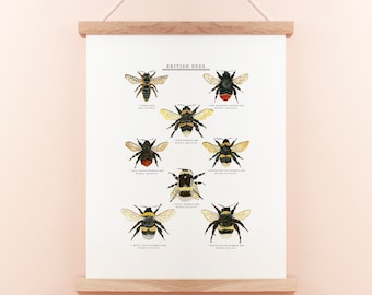 British Bee Print | Bee Illustration | Bee Painting | Bee Print | British Nature Print | Bee Giclee Print | 30x40cm