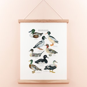 British Duck Print | Duck Illustration | Duck Painting | Duck Print | British Nature Print | Duck Giclée Print | 30x40cm