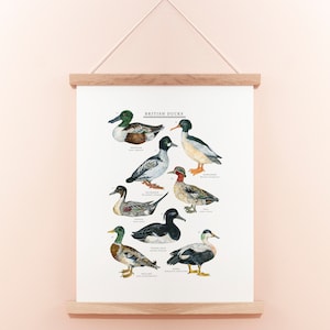 British Duck Print Duck Illustration Duck Painting Duck Print British Nature Print Duck Giclée Print 30x40cm image 1