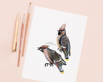 Waxwing Illustrated Giclée Imprimer | Impression d’oiseau de jardin britannique | Impression Giclée | Impression botanique | Peinture à l’aquarelle de la faune | 18 x 24 cm