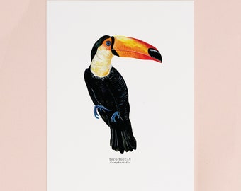 Toucan Illustrated Giclée Imprimer | Impression d’oiseaux tropicaux | Art de la nature | Peinture à l’aquarelle | Little Paisley Designs | 18 x 24 cm