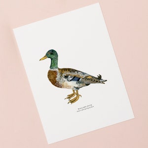 Mallard Illustrated Giclée Print | British Duck Print | Giclée Print | Nature Print | Wildlife Painting | Botanical Print | 18 x 24 cm