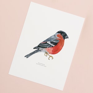 Bullfinch Illustrated Giclée Print | British Bird Print | Giclée Print | Nature Art | Watercolour Painting | 18 x 24 cm