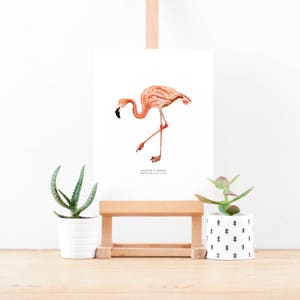 Flamingo Illustrated Giclée Print Giclée Print Nature Print Wildlife Painting Botanical Print Tropical Bird Bird 18 x 24 cm image 4