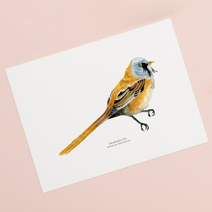 Könnte beinhalten: Aquarelldruck einer Bartmeise. Die detaillierte Illustration zeigt den Vogel mit grauem Kopf, orangefarbenem Körper und langem Schwanz. Der Vogel ist vor einem weißen Hintergrund abgebildet, darunter der wissenschaftliche Name.