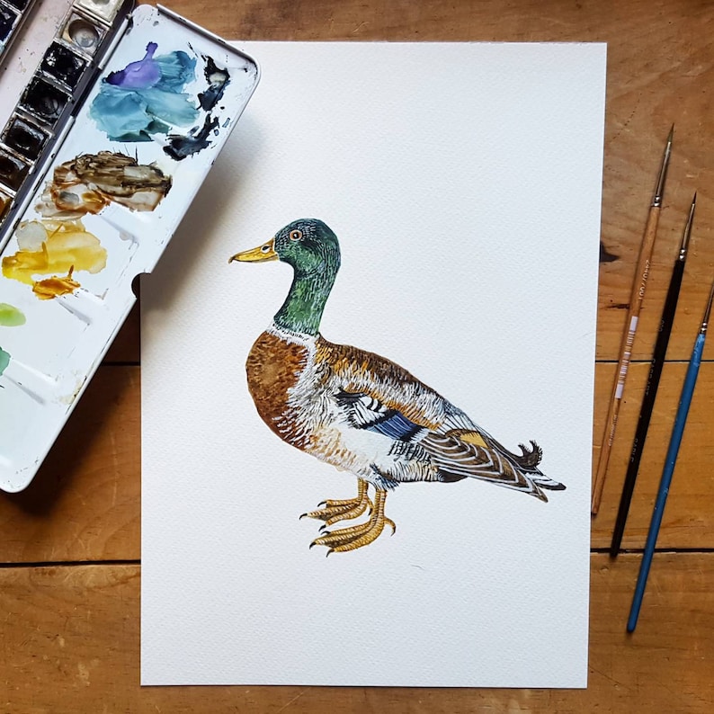 British Duck Print Duck Illustration Duck Painting Duck Print British Nature Print Duck Giclée Print 30x40cm image 8