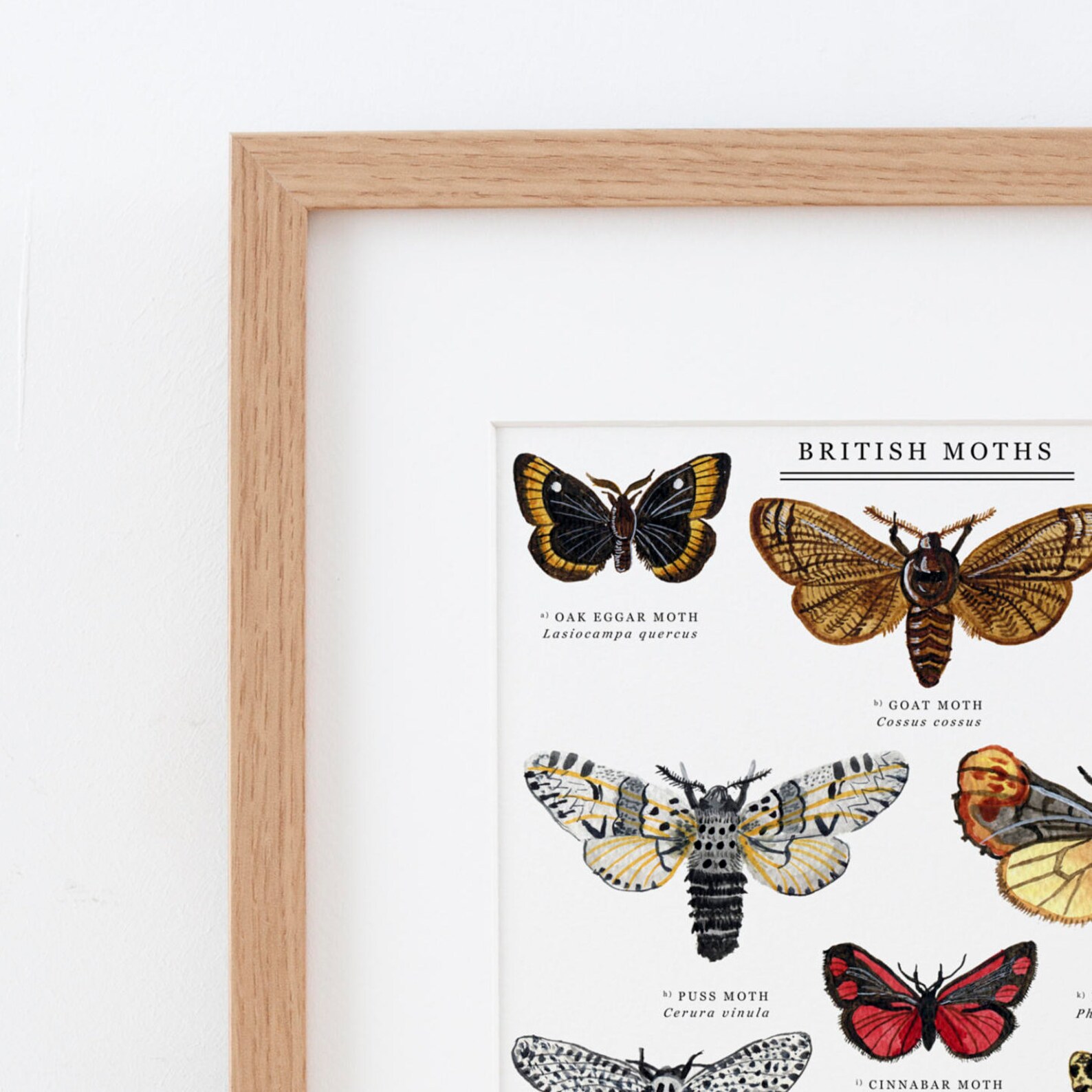 British Moths Giclée Print Illustrated Giclée Print Moth - Etsy UK