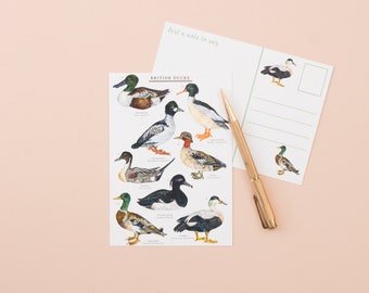 British Ducks Postcard | British Nature | Nature Art | Duck Print Postcard | Correspondence | Notecard | British Ducks Illustration
