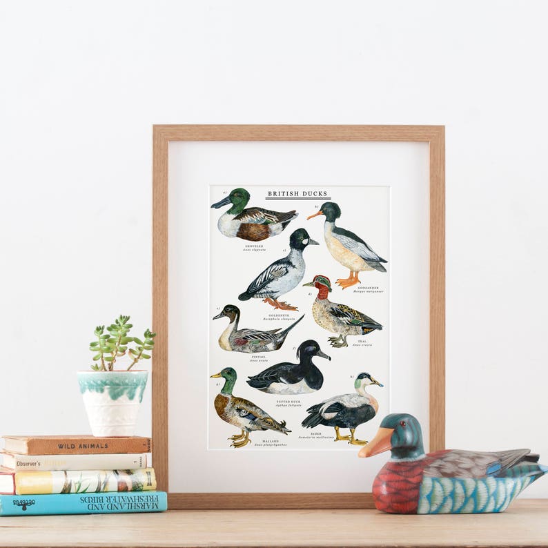 British Duck Print Duck Illustration Duck Painting Duck Print British Nature Print Duck Giclée Print 30x40cm image 2