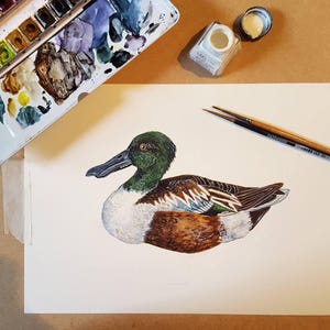 British Duck Print Duck Illustration Duck Painting Duck Print British Nature Print Duck Giclée Print 30x40cm image 6