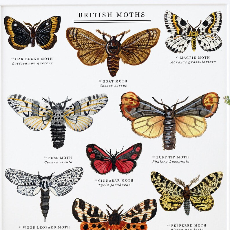 British Moths Giclée Print | Illustrated Giclée Print | Moth Painting ...