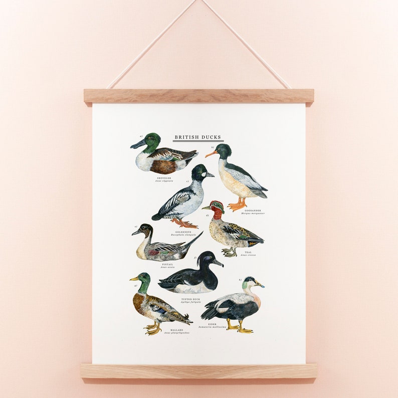 British Duck Print Duck Illustration Duck Painting Duck Print British Nature Print Duck Giclée Print 30x40cm image 1