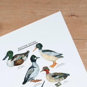 British Duck Print Duck Illustration Duck Painting Duck Print British Nature Print Duck Giclée Print 30x40cm image 5