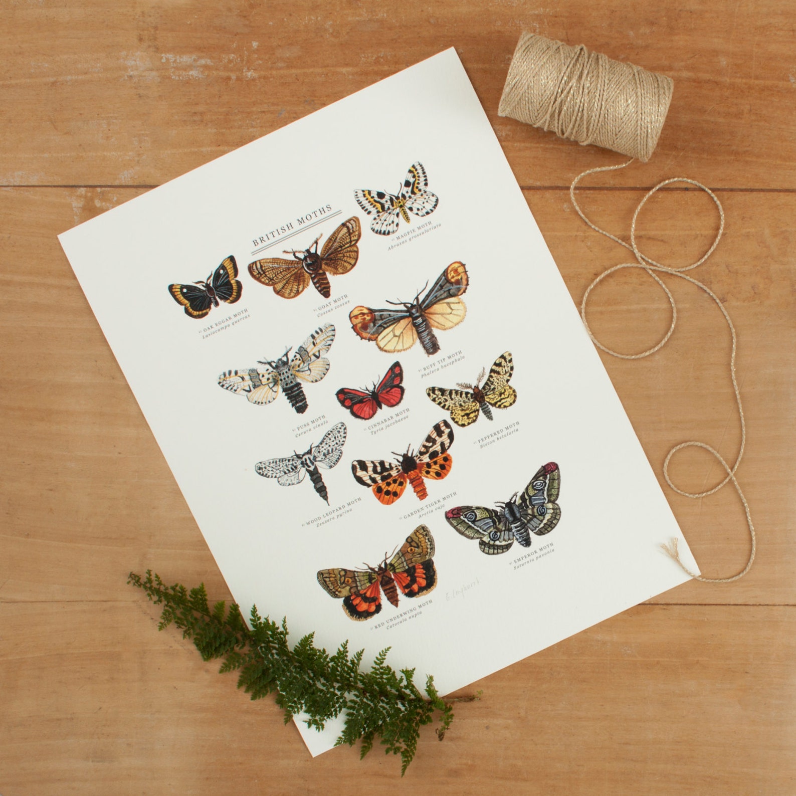 British Moths Giclée Print Illustrated Giclée Print Moth | Etsy UK