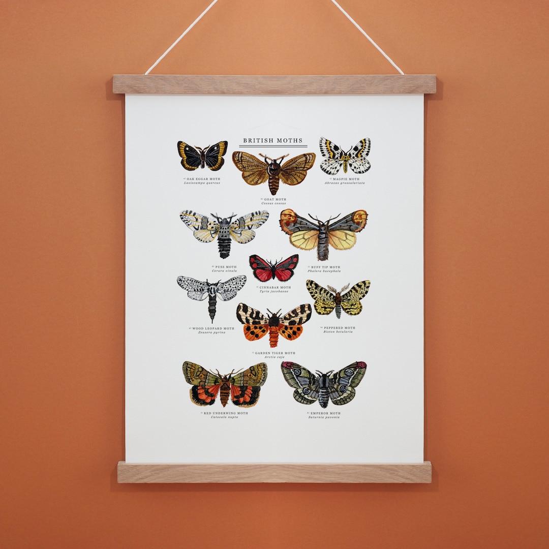 Bee's Wrap Explorer pack in monarch print