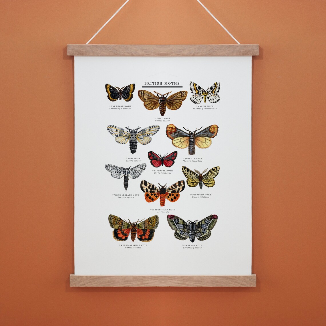 British Moths Giclée Print Illustrated Giclée Print Moth | Etsy UK